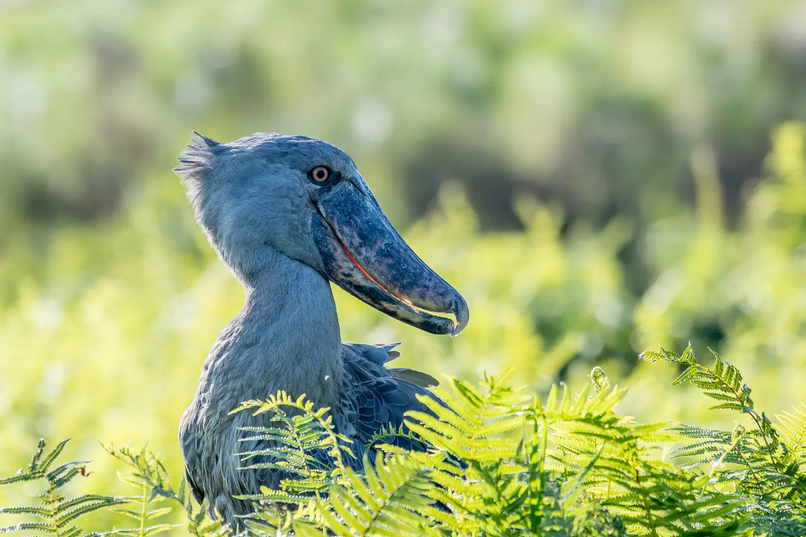 Shoebill Uganda - Kilpin Safari