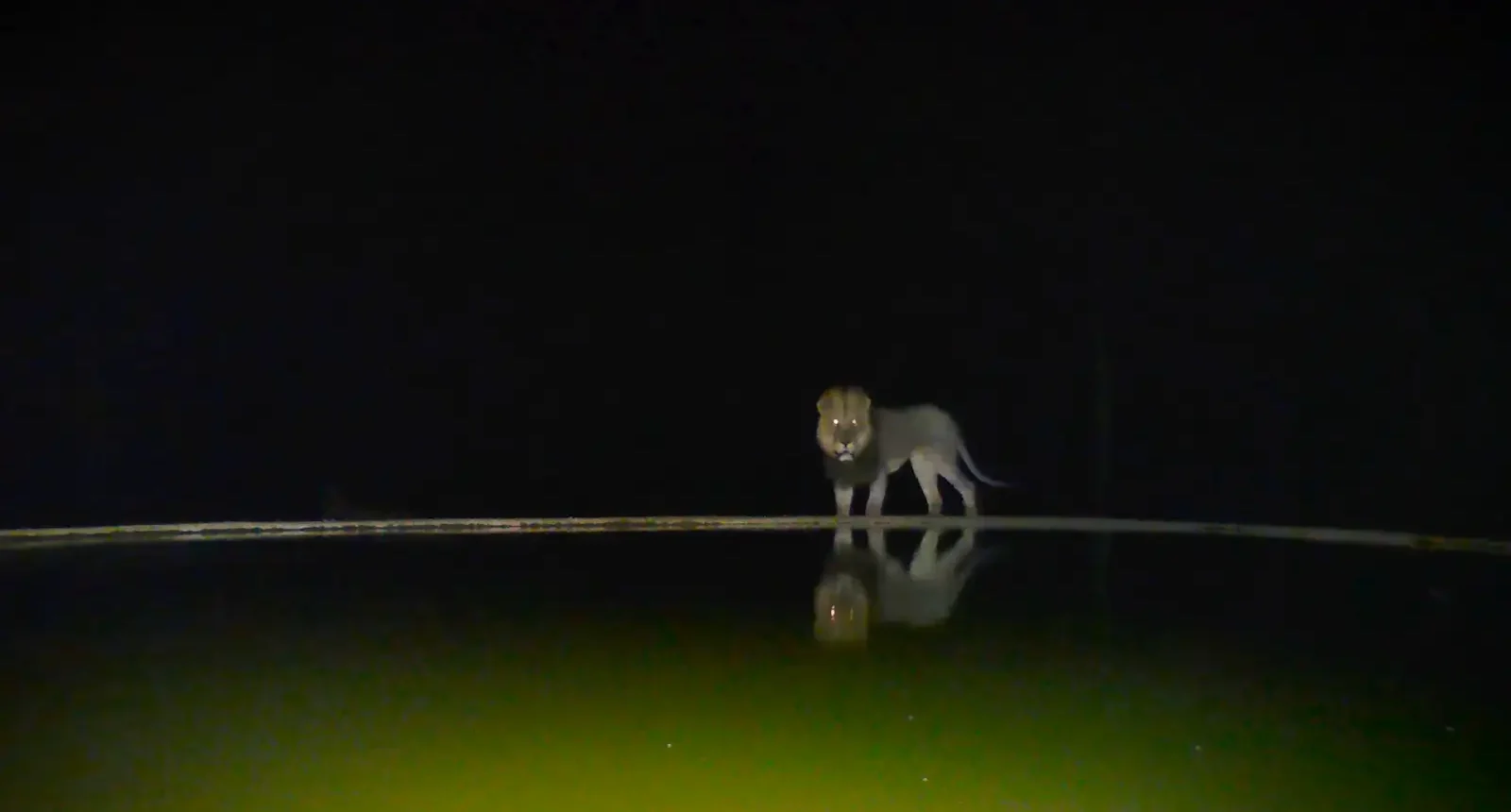 Lion in Majete - Kilpin Safari