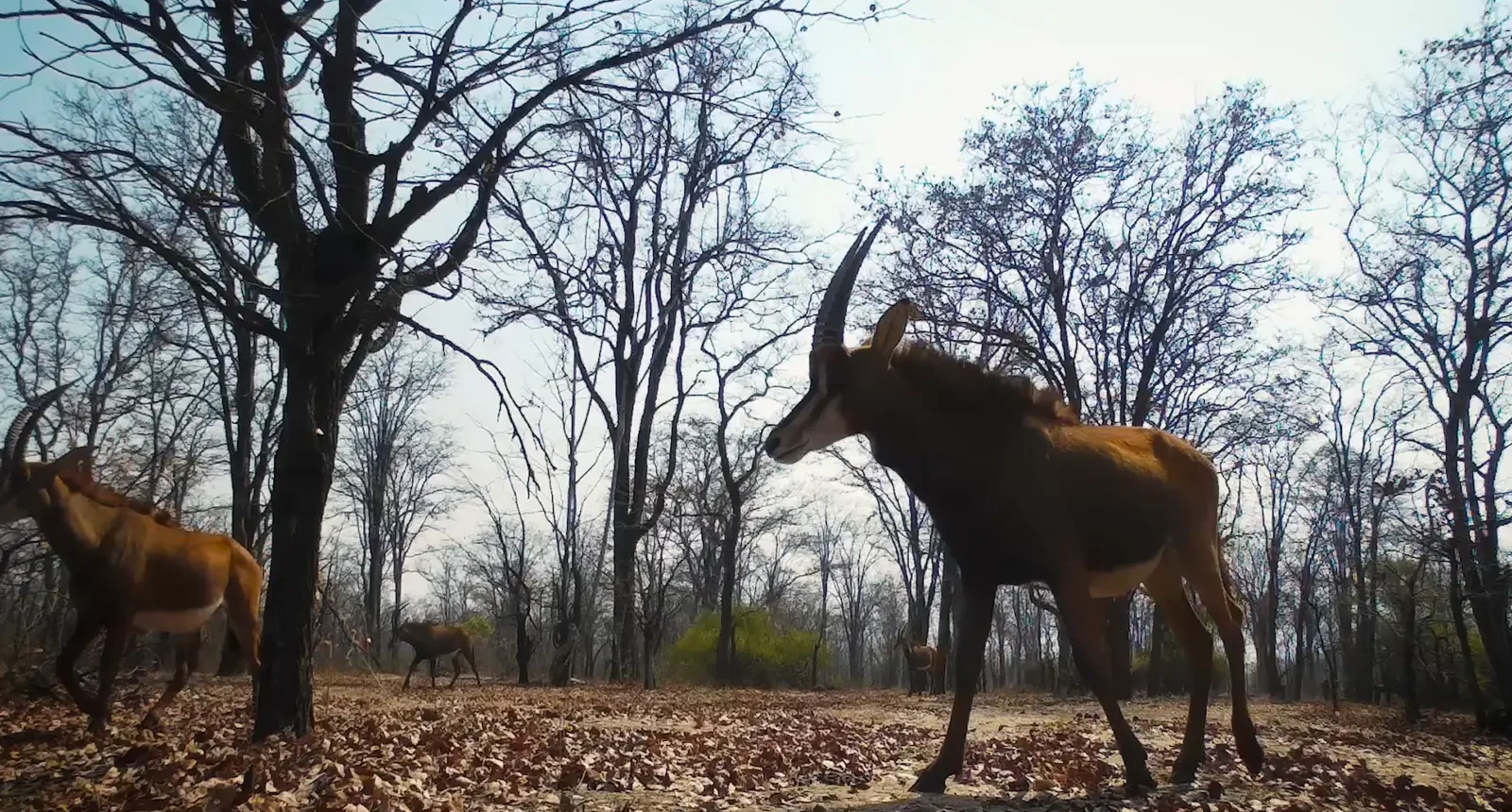 Sable in Liwonde - Kilpin Safari