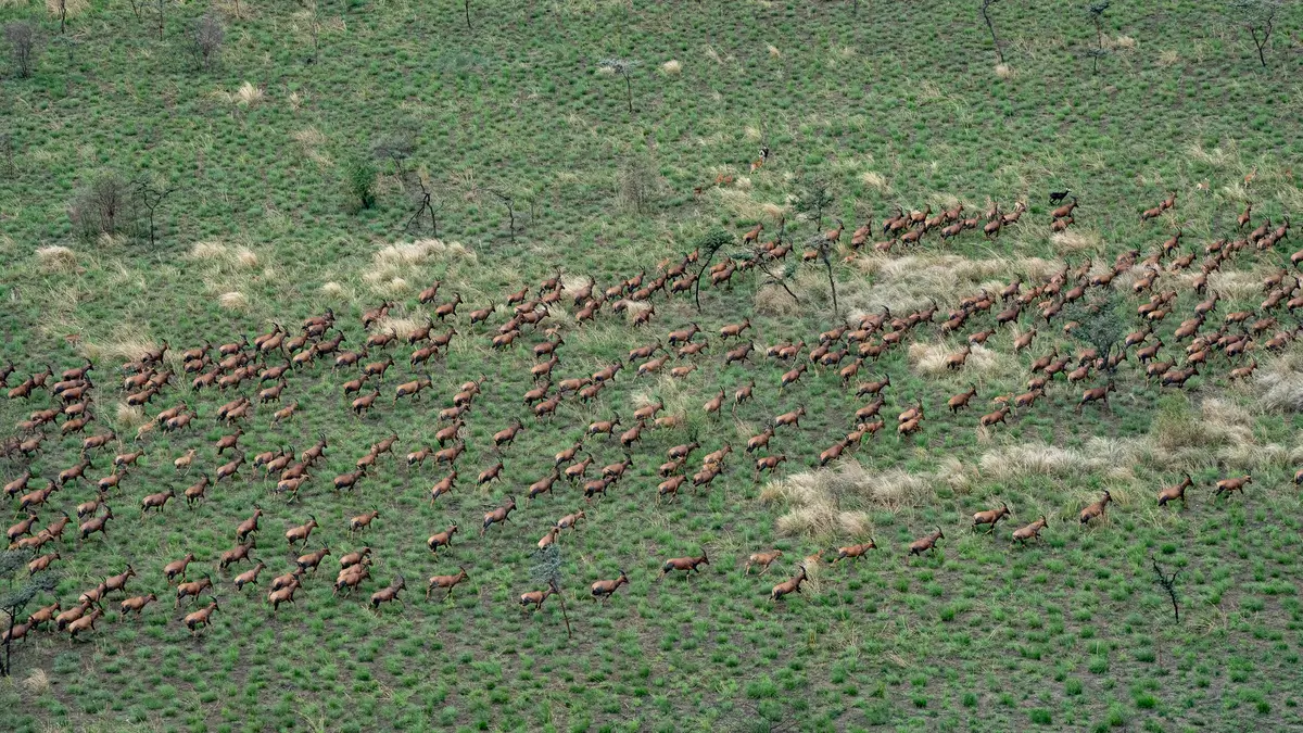 Week in Africa - South Sudan - African Parks - Kilpin Safari
