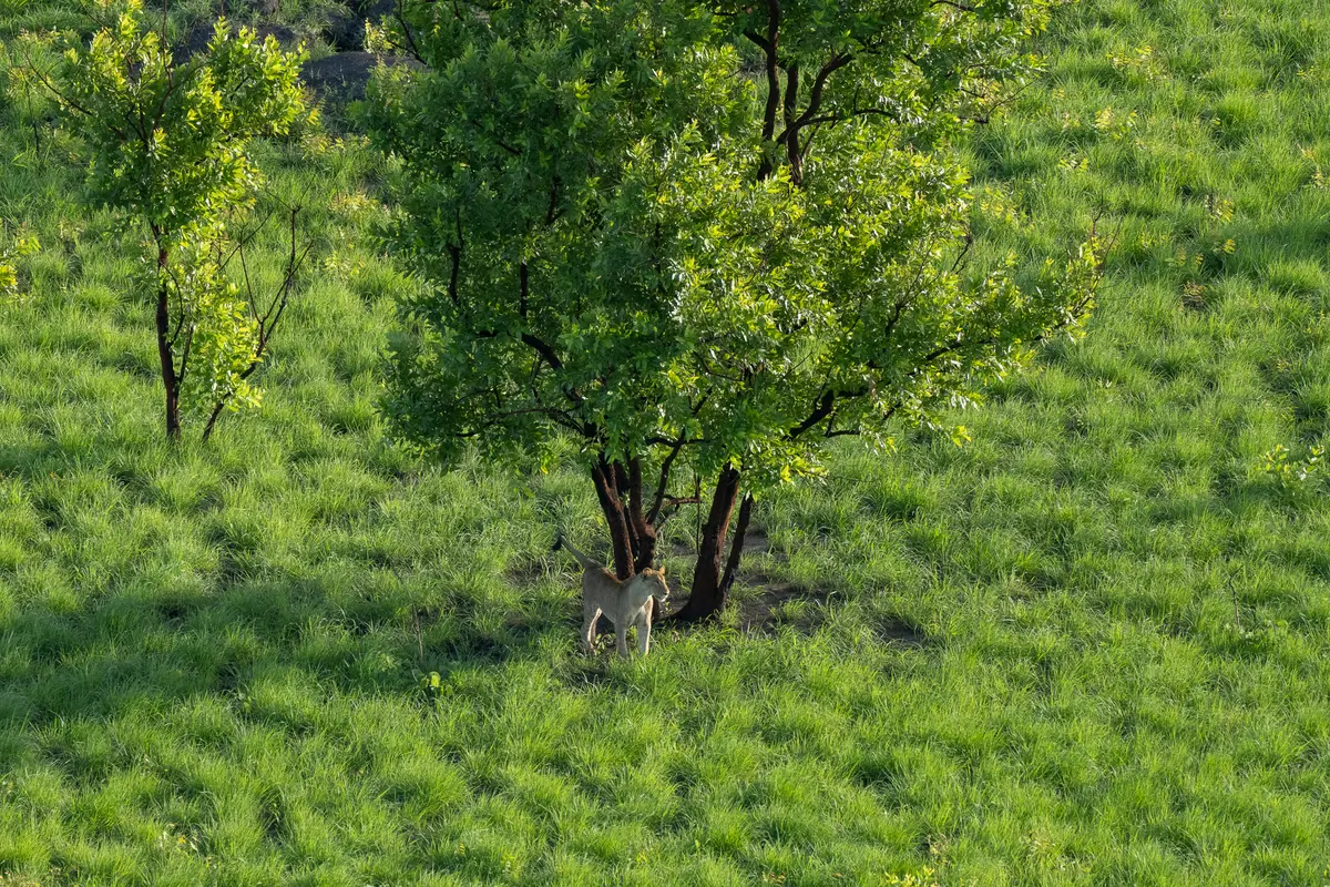 Week in Africa - South Sudan - African Parks - Kilpin Safari