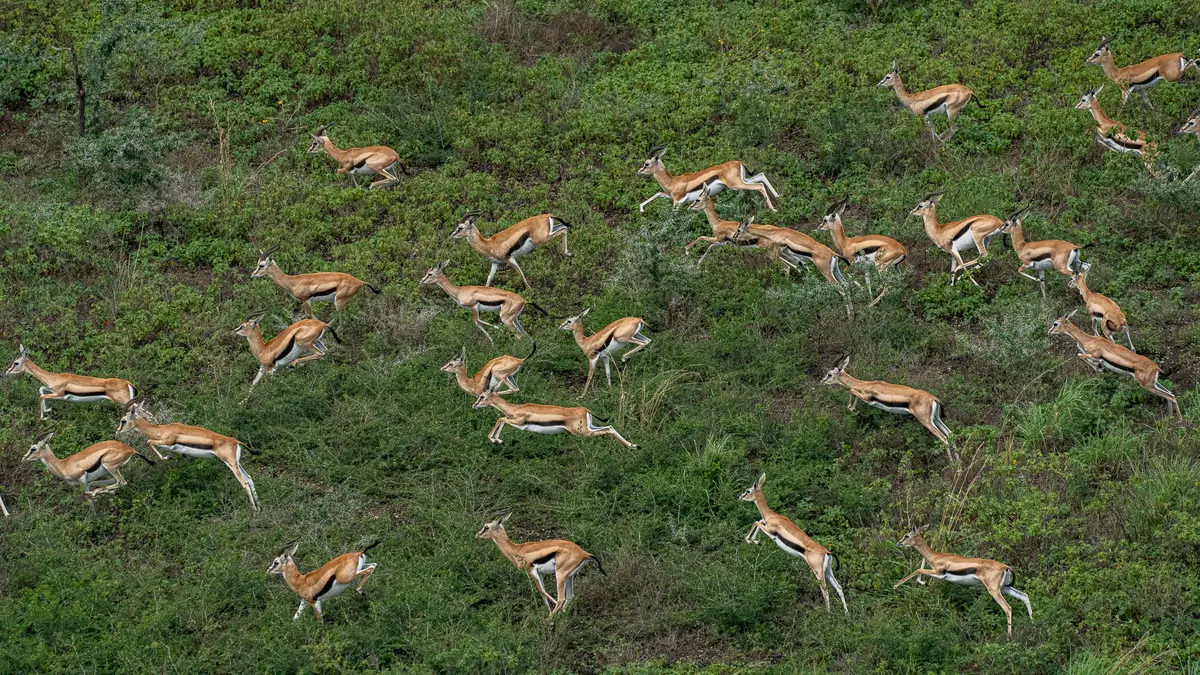 Week in Africa - South Sudan - African Parks - Kilpin Safari