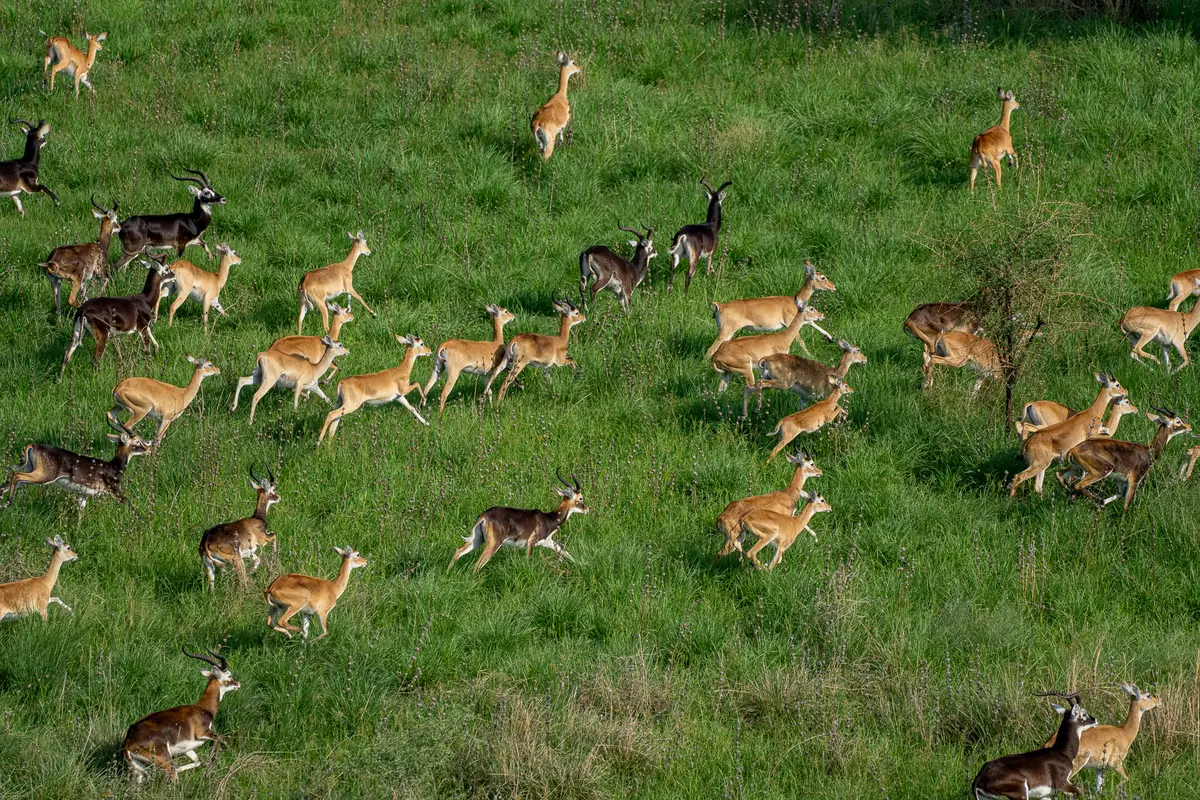 Week in Africa - South Sudan - African Parks - Kilpin Safari