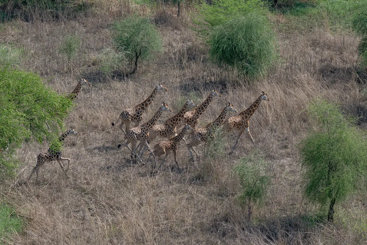 Week in Africa - South Sudan - African Parks - Kilpin Safari