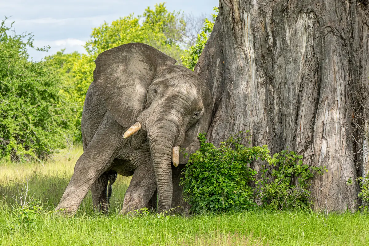 Safari down in Southern Tanzania - Tanzania - Ruaha - Kilpin Safari