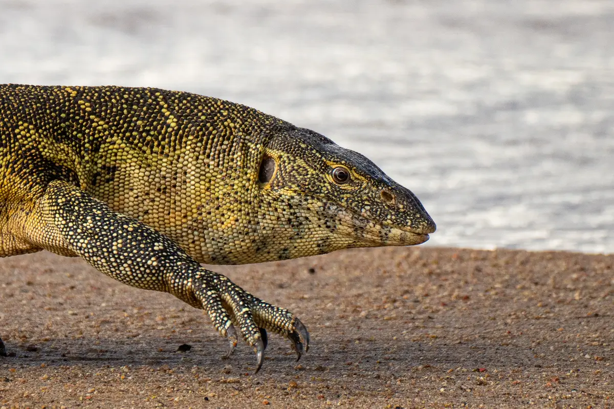 Safari down in Southern Tanzania - Tanzania - Ruaha - Kilpin Safari