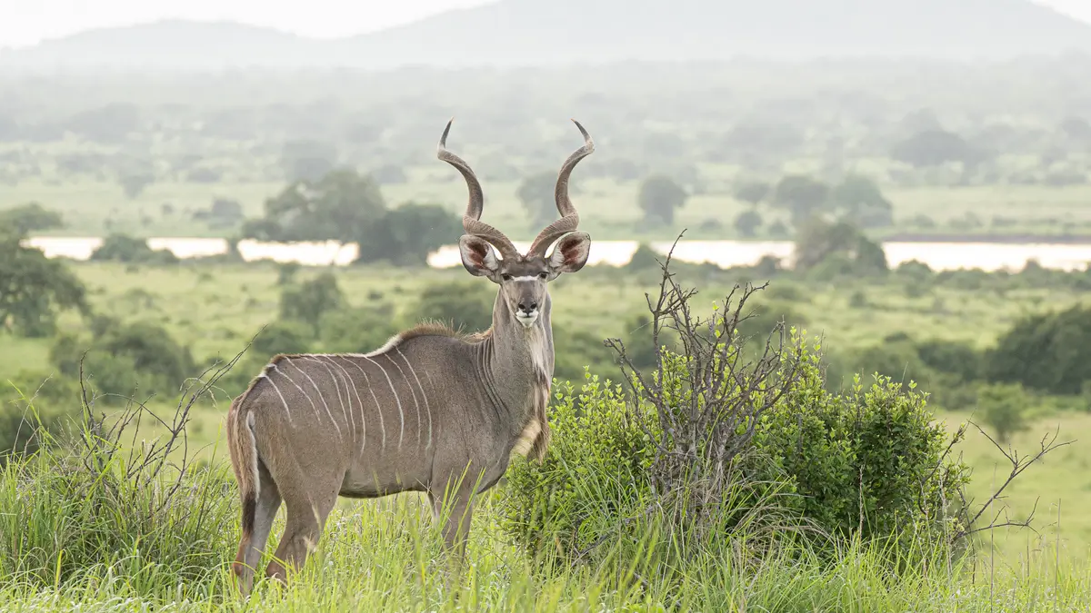 Safari down in Southern Tanzania - Tanzania - Ruaha - Kilpin Safari