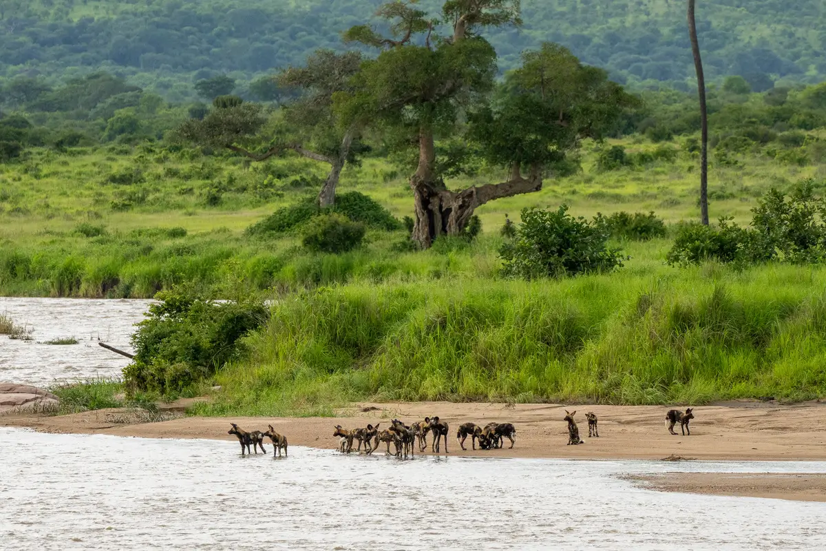 Safari down in Southern Tanzania - Tanzania - Ruaha - Kilpin Safari