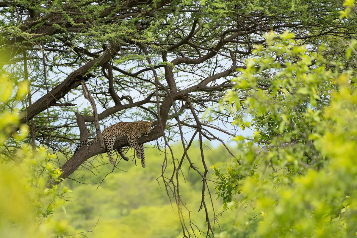 Safari down in Southern Tanzania - Tanzania - Ruaha - Kilpin Safari